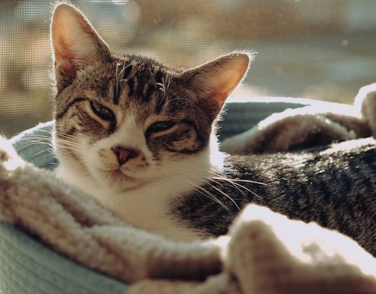 A cat lies comfortably in a cozy bed by the window, basking in the soft, warm sunlight filtering through a sheer curtain. The blanket in the bed adds to the coziness, and the cat appears relaxed and content.